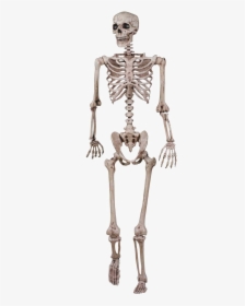 Halloween Skeleton Vector Free Png Image - Grade 5 Skeletal System, Transparent Png, Transparent PNG