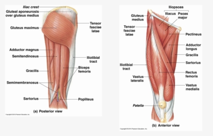 Picture - Muscular System Of The Leg, HD Png Download, Transparent PNG