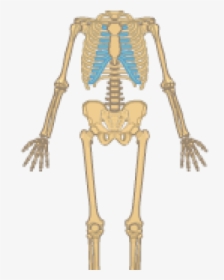 Skeletal System Clipart - Human Skeletal System With Label Easy, HD Png Download, Transparent PNG