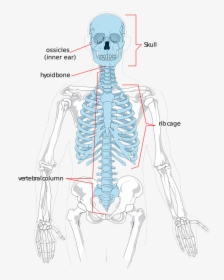 Skeleton, Bones, Human, Science, Diagram, System - Axial Skeleton X Ray, HD Png Download, Transparent PNG