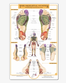 Reflexology Of The Foot The Skeletal System, HD Png Download, Transparent PNG