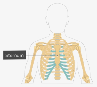Sternum Anatomy, HD Png Download, Transparent PNG