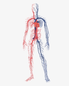 Human Circulatory System Png, Transparent Png, Transparent PNG