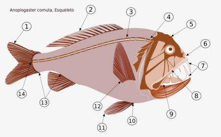 Deep Sea Anglerfish Diagram, HD Png Download, Transparent PNG