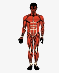 Bonito Human Anatomy Ideas - Location Of The Major Muscles, HD Png Download, Transparent PNG
