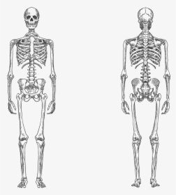 Black And White Human Skeleton, HD Png Download, Transparent PNG