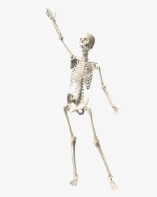 Skeleton Human Anatomy Free Photo - Skeleton Arms Up, HD Png Download, Transparent PNG
