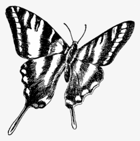 Butterfly, Vintage, Drawing, Transparent, Background - Zebra Swallowtail Butterfly Clip Art, HD Png Download, Transparent PNG