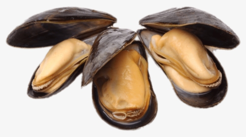 Clams Png Open No Background - Mussels Png, Transparent Png, Transparent PNG