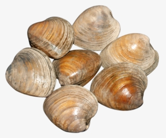 Clams Cherrystone 5 Lb   Class - Baltic Clam, HD Png Download, Transparent PNG