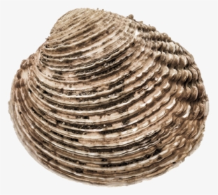 Shellfish - Cockle, HD Png Download, Transparent PNG