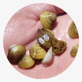 Asian Clams Are An Aquatic Invasive Species , Which - Asian Clam In Water, HD Png Download, Transparent PNG