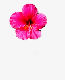 Flower - Hawaiian Hibiscus, HD Png Download, Transparent PNG