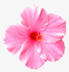 8 31 18 Daily Announcements - Flower White Background With Pink, HD Png Download, Transparent PNG