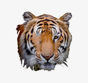 Transparent Tiger Scratch Png - Tiger Face Editing Png, Png Download, Transparent PNG