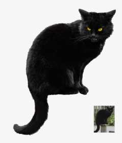 Halloween Black Cat Vector Free Png Photo - Black Cat Transparent Background, Png Download, Transparent PNG