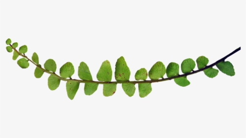 Fern, Small Leaf, Plant - Plants, HD Png Download, Transparent PNG
