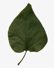 Red Bud, HD Png Download, Transparent PNG