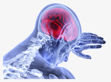 Neurology Png, Transparent Png, Transparent PNG