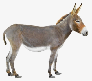 #burro #donkey #dumb #scdonkey #🐴 - Pizza Delivery On Donkey, HD Png Download, Transparent PNG
