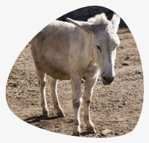 Working Animal, HD Png Download, Transparent PNG