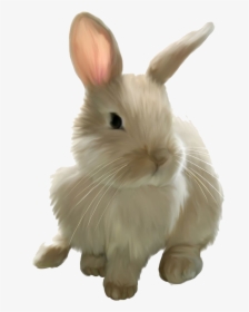 Easter Rabbit Png Image - Bunny Clipart Transparent Background, Png Download, Transparent PNG