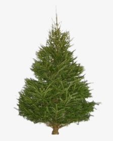 Christmas Pine Tree Png Transparent Image - Prelit Slim Christmas Trees 7.5, Png Download, Transparent PNG