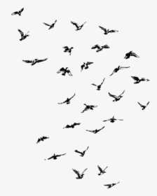 #ftestickers #birds #flock #bird #silhouette #animal - Birds Silhouette Png, Transparent Png, Transparent PNG
