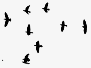 Birds Nest Clipart Silhouette Bird - Flock Of Birds Transparent, HD Png Download, Transparent PNG