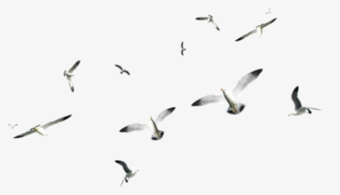 Transparent Seagul Png - Birds On Sea Png, Png Download, Transparent PNG