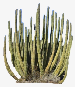 #desert #plant #cactus #freetoedit - Cepillo Sabio Desierto De Sonora, HD Png Download, Transparent PNG
