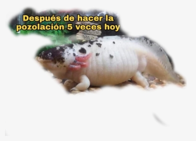 #fat #axolotl - Smooth Newt, HD Png Download, Transparent PNG