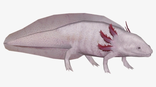 Wiki , Png Download - Axolotl Hd Transparent Bg, Png Download, Transparent PNG