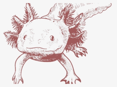 Axolotl Clipart Black And White - Axolotl Png, Transparent Png, Transparent PNG