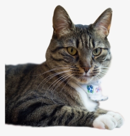 Domestic Short-haired Cat, HD Png Download, Transparent PNG