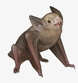 Bats Drawing Realistic - Vampire Bat Drawing, HD Png Download, Transparent PNG