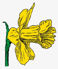 Transparent Spring Season Clipart Png - Daffodil Clip Art, Png Download, Transparent PNG