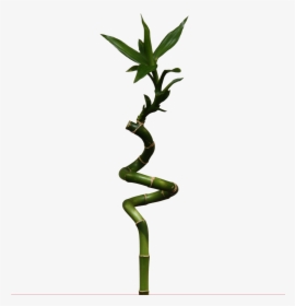 Bamboo Png - Lucky Bamboo, Transparent Png, Transparent PNG