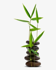 Hot Stones With Bamboo, HD Png Download, Transparent PNG