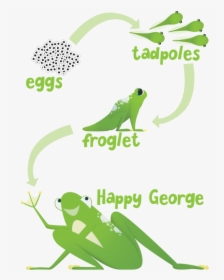 Transparent Tadpole With Legs Clipart - Frog, HD Png Download, Transparent PNG