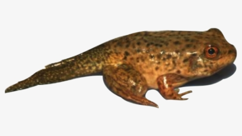 4th Stage Of A Frog, HD Png Download, Transparent PNG