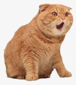 Comment Picture, HD Png Download, Transparent PNG