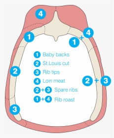 Spare Ribs Vs Baby Back Ribs, A Diagram - Pork Ribs Diagram, HD Png Download, Transparent PNG