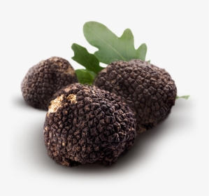 Real Truffle In Ground, HD Png Download, Transparent PNG