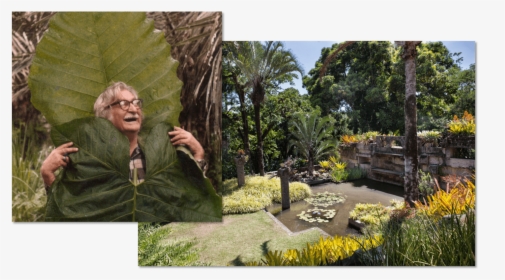 Roberto Burle Marx And One Of His Gardens - Roberto Burle Marx Botanical Garden, HD Png Download, Transparent PNG