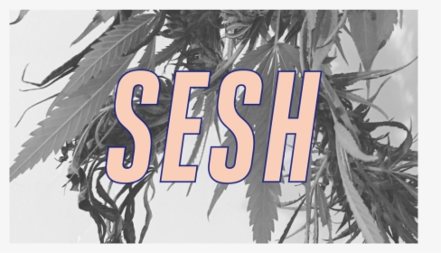 Transparent Sesh Logo Png - Tree, Png Download, Transparent PNG