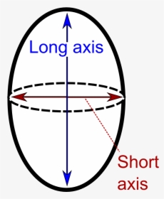 Long And Short Axis - Circle, HD Png Download, Transparent PNG