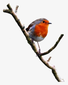 Robin Image-on A Branch Png - Robin Bird Png, Transparent Png, Transparent PNG