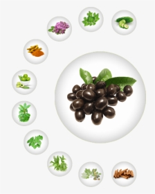 Ayurvedic Herb For Diabetes, Natural Herb For Diabetes, - Olive, HD Png Download, Transparent PNG