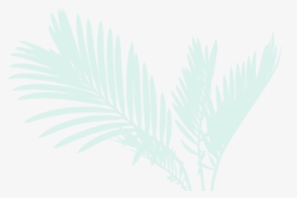 Green Palm - Attalea Speciosa, HD Png Download, Transparent PNG